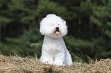 BICHON FRISE 468